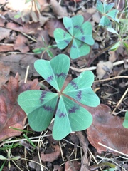 Oxalis tetraphylla