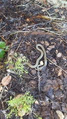 Diadophis punctatus vandenburgii