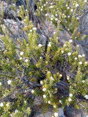 Phylica rogersii