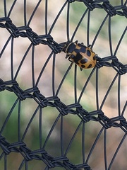 Hippodamia tredecimpunctata