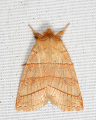 Pyreferra citrombra