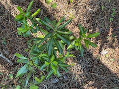 Myrsine cubana