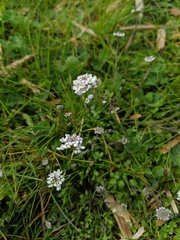 Teesdalia