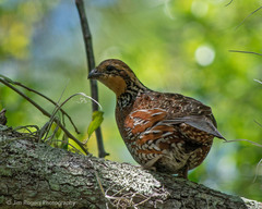 Colinus virginianus floridanus