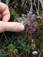 Lupinus tauris