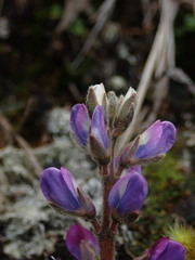 Lupinus tauris