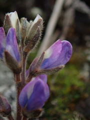 Lupinus tauris