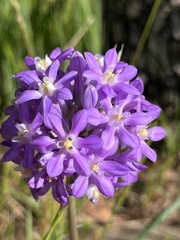 Dichelostemma