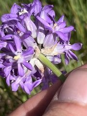 Dichelostemma