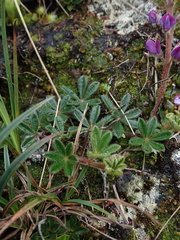 Lupinus tauris