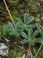 Lupinus tauris