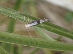 Argyresthia spinosella