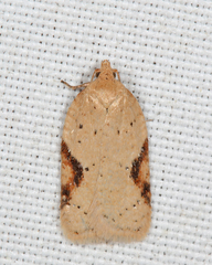 Acleris comandrana