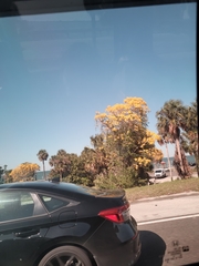 Handroanthus chrysotrichus