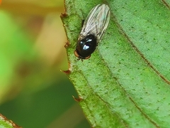 Carnoidea