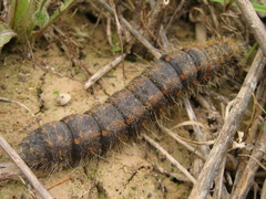 Lemonia philopalus