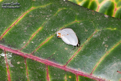 Iaspis andersoni