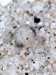 Armadillidium album