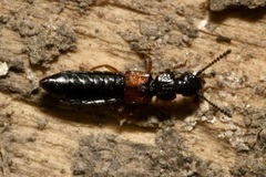 Anotylus insecatus