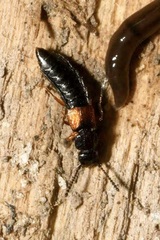 Anotylus insecatus