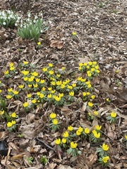 Eranthis