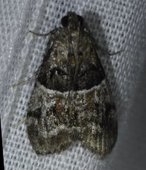 Pococera scortealis