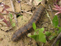 Lemonia philopalus