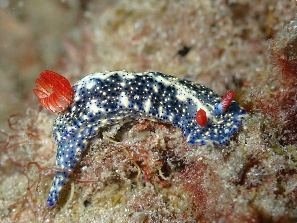 Saint Vincent's Nudibranch