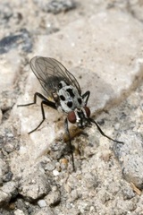 Anthomyia pluvialis