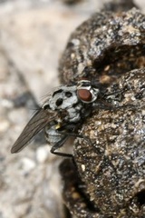 Anthomyia pluvialis