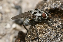 Anthomyia pluvialis