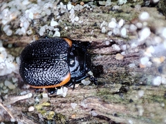 Chrysolina lucidicollis
