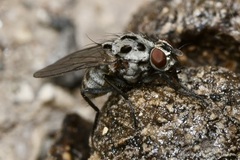 Anthomyia pluvialis