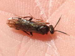 Macroxyela aenea