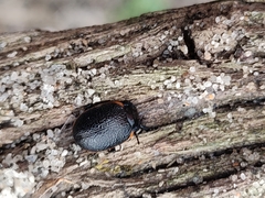 Chrysolina lucidicollis