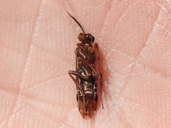 Macroxyela aenea