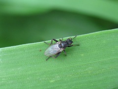 Sphaerocera curvipes