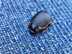 Chrysolina lucidicollis