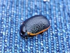 Chrysolina lucidicollis