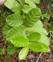 Isonema smeathmannii