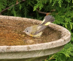 Setophaga ruticilla image