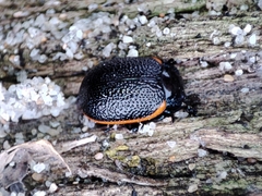 Chrysolina lucidicollis