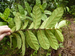 Isonema smeathmannii