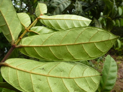 Isonema smeathmannii