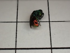 Pseudomalus triangulifer