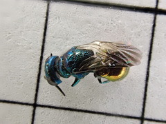 Pseudomalus triangulifer