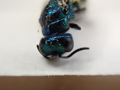 Pseudomalus triangulifer