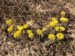 Alyssum montanum