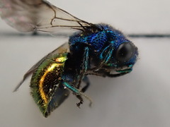 Pseudomalus triangulifer