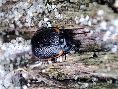 Chrysolina lucidicollis